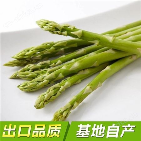 速冻冷冻单冻IQF绿芦笋条段 芦笋 低温储存 脱水蔬菜加工