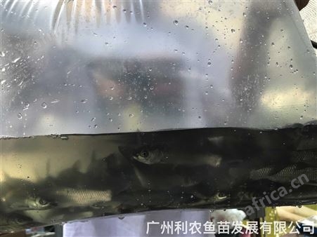 加州鲈鱼苗批发 淡水鱼苗养殖基地 大口黑鲈鱼苗