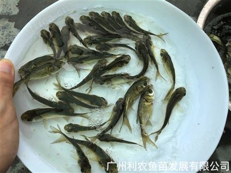 未挑选锦鲤鱼苗批发红白昭和三色冷水鱼观赏鱼活体芥子黄金锦鲤