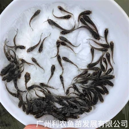 叉尾鱼苗批发 斑点叉尾鮰鱼苗出售 大规格容易养殖