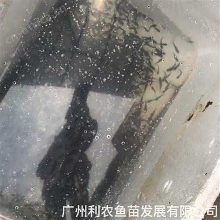 黄辣丁鱼苗批发无鳞 黄蜂鱼苗出售 养殖周期短上市快