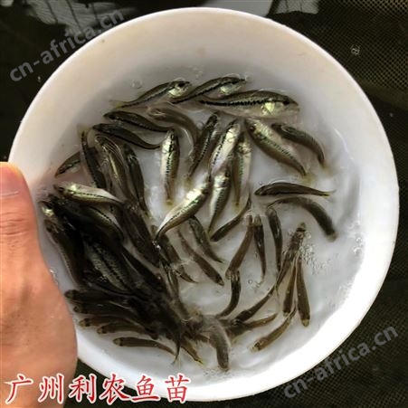 加州鲈鱼水花苗批发 鲈鱼寸苗出售 驯化吃饲料 成活率高