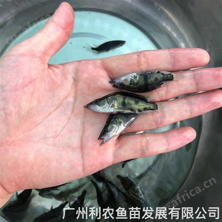 未挑选锦鲤鱼苗批发红白昭和三色冷水鱼观赏鱼活体芥子黄金锦鲤