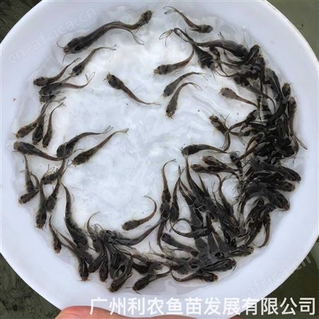 叉尾鱼苗批发 斑点叉尾鮰鱼苗出售 大规格容易养殖
