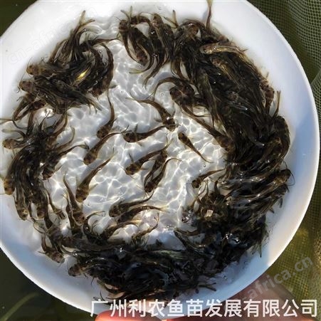 黄辣丁鱼苗批发无鳞 黄蜂鱼苗出售 养殖周期短上市快