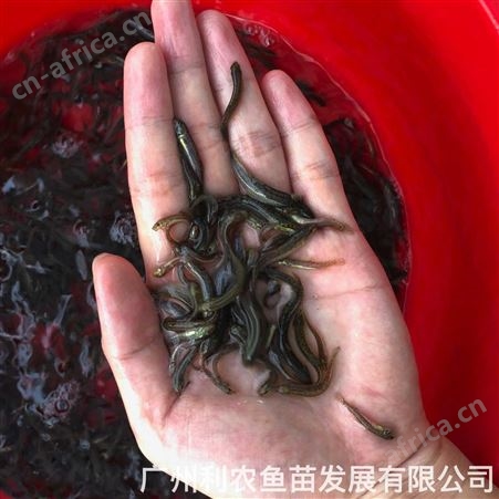 鲫鱼苗批发 中科5号东北鲫彭泽鲫鱼 抗病力强 生长快速