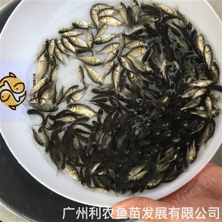 鲫鱼苗批发 中科5号东北鲫彭泽鲫鱼 抗病力强 生长快速