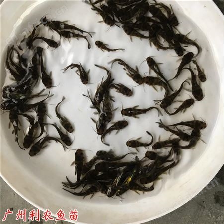 黄辣丁鱼苗批发无鳞 黄蜂鱼苗出售 养殖周期短上市快