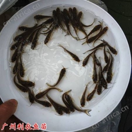 叉尾鱼苗批发 斑点叉尾鮰鱼苗出售 大规格容易养殖