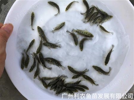 未挑选锦鲤鱼苗批发红白昭和三色冷水鱼观赏鱼活体芥子黄金锦鲤