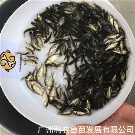 鲫鱼苗批发 中科5号东北鲫彭泽鲫鱼 抗病力强 生长快速
