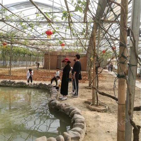 春秋棚温室大棚建设 阳光棚温室大棚建设 聚丰
