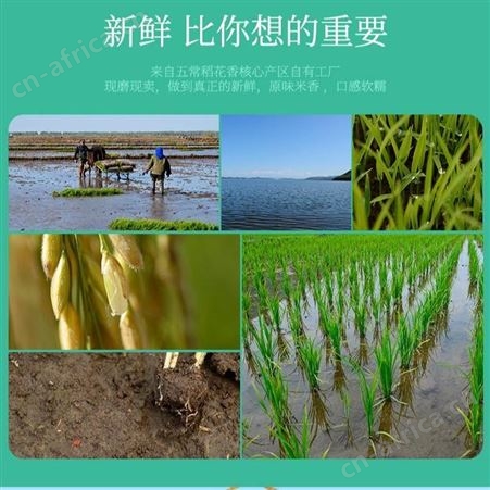 胚芽米批发 稻花香2号全胚芽米贴牌代加工 五常产地厂家供应高留胚率 胚芽完整度高 germ rice