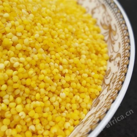 小米批发 和粮农业东北特色有机黄小米 黑龙江小黄米 月子米