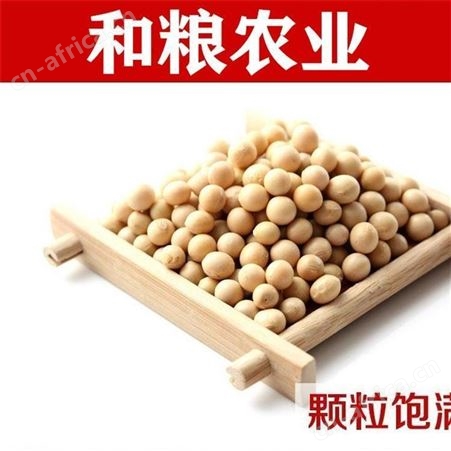 大豆批发 黑龙江非转基因笨黄豆厂家整车直销价格 25kg现货供应磨豆浆 和粮农业