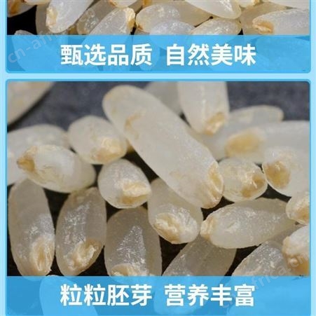 胚芽米批发 稻花香2号全胚芽米贴牌代加工 五常产地厂家供应高留胚率 胚芽完整度高 germ rice