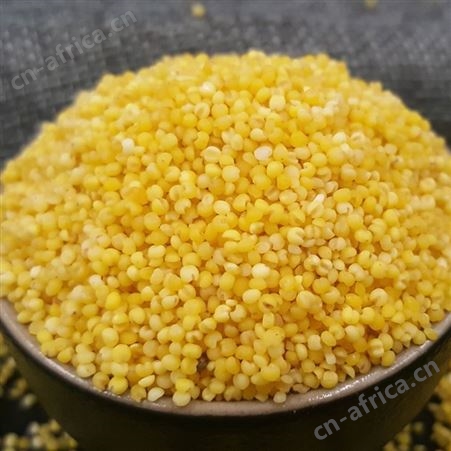 小米批发 和粮农业东北特色有机黄小米 黑龙江小黄米 月子米