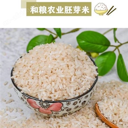 胚芽米批发 稻花香2号全胚芽米贴牌代加工 五常产地厂家供应高留胚率 胚芽完整度高 germ rice