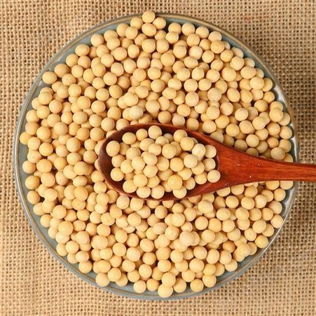 大豆批发 黑龙江非转基因笨黄豆厂家整车直销价格 25kg现货供应磨豆浆 和粮农业