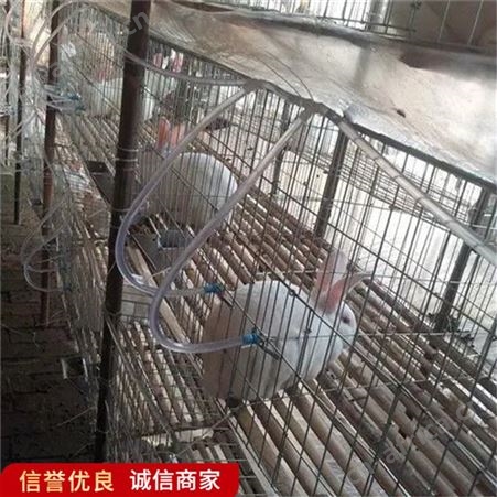 养殖多层网片兔笼 双面全自动配对笼 结构合理