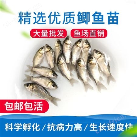 优质鲫鱼苗鲫鱼水花鲫鱼苗东北鲫鱼湘云鲫鱼彭泽鲫金鲫银鲫白鲫88888