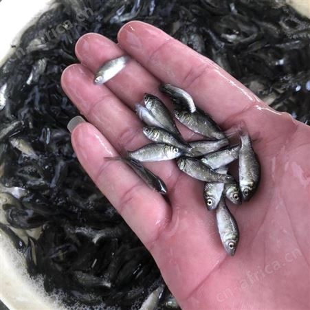 鲫鱼苗 鱼苗批发 品质鱼苗 大量供应