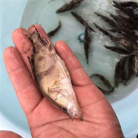 鳜鱼苗 翘嘴桂花鱼苗 基地桂花鱼苗供应