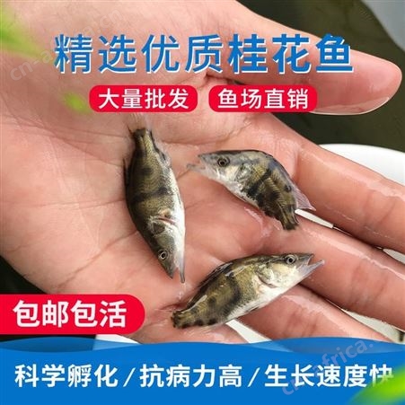 广州市正宗翘嘴桂花鱼苗桂花鱼桂花鱼苗鳜鱼苗桂鱼价格桂鱼鱼苗鳌花季鱼苗鲈鱼苗加州鲈鱼