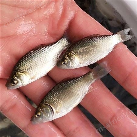 鲫鱼苗中科三号鲫鱼苗 东北鲫工程鲫鱼苗 鲫鱼水花 淡水白鲫湘云鲫鱼
