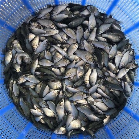 鲫鱼苗中科三号鲫鱼苗 东北鲫工程鲫鱼苗 鲫鱼水花 淡水白鲫湘云鲫鱼