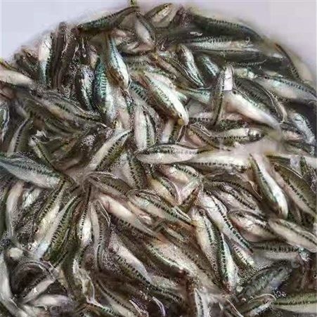 加州鲈鱼苗批发 质量保证 价格实惠