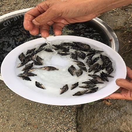 鯚鱼 翘嘴桂花苗 桂花鱼批发价格