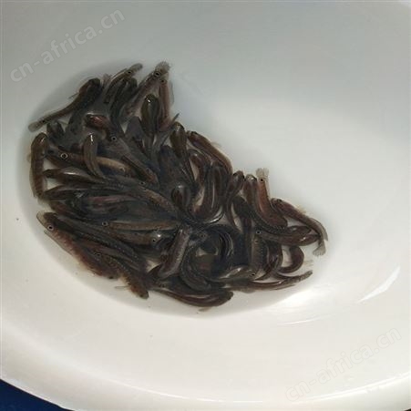 点秤鱼 张公鱼苗 七星鱼供应 中渔水产