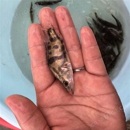 季花鱼 供应桂花鱼苗 桂花鱼苗鱼场直售