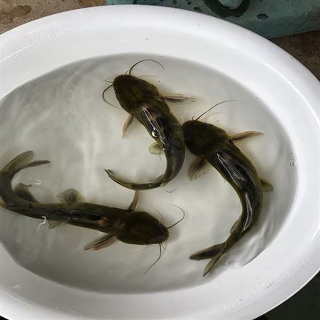 黄骨鱼 优质黄骨鱼 供应黄骨鱼