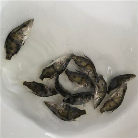 广州市正宗翘嘴桂花鱼苗桂花鱼桂花鱼苗鳜鱼苗桂鱼价格桂鱼鱼苗鳌花季鱼苗鲈鱼苗加州鲈鱼