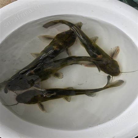 黄骨鱼 优质黄骨鱼 供应黄骨鱼