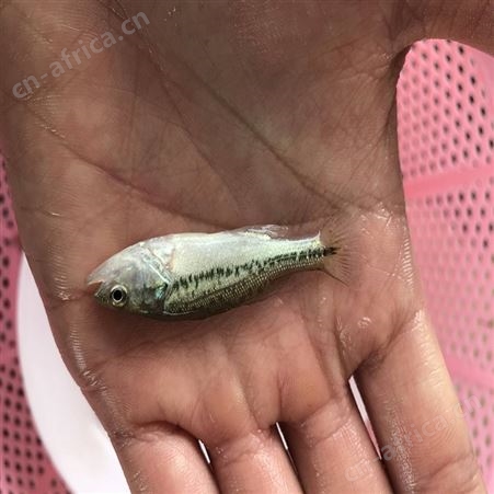 中渔水产 淡水鱼苗 3-4厘米鲈鱼 现货供应