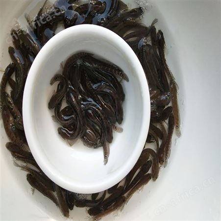 点秤鱼 张公鱼苗 七星鱼供应 中渔水产