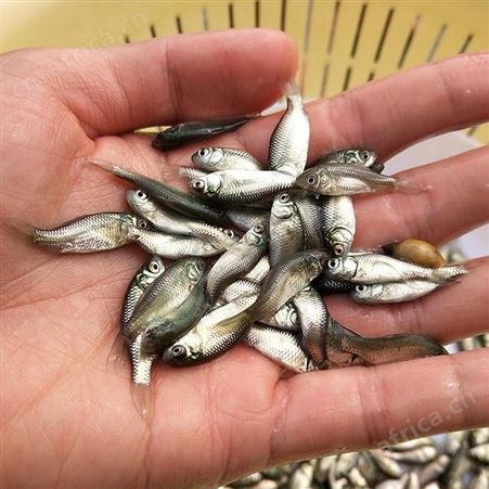 广东鱼苗场直售优质中科三号鲫鱼苗 鲫鱼水花 鲫鱼苗 东北鲫鱼 湘云鲫鱼 彭泽鲫 金鲫 银鲫 白鲫