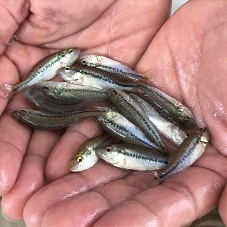 鲈鱼苗淡水加州鲈鱼苗 3 4厘米鲈鱼 优鲈1号大口黑鲈鱼苗 鱼苗批发