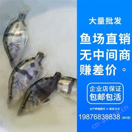 广东正宗翘嘴桂花鱼苗批发桂花鱼桂花鱼苗鳜鱼苗桂鱼价格桂鱼鱼苗鳌花季鱼苗8888