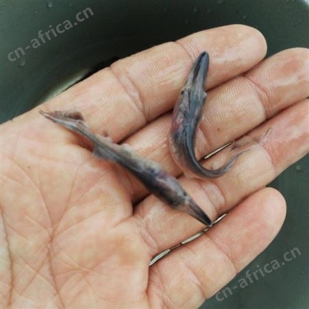 广州鱼苗批发 各类鱼苗批发  现货充足