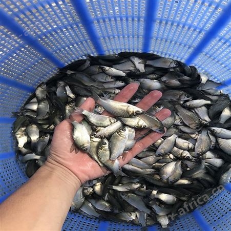 中科三号鲫鱼苗 批发鱼苗 鲫鱼苗批发