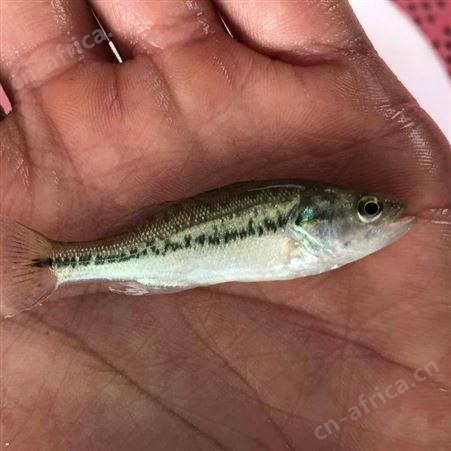 鲈鱼苗淡水加州鲈鱼苗 3 4厘米鲈鱼 优鲈1号大口黑鲈鱼苗 鱼苗批发
