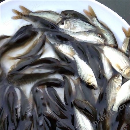 广州鱼苗批发 各类鱼苗批发 品质上乘 欢迎咨询