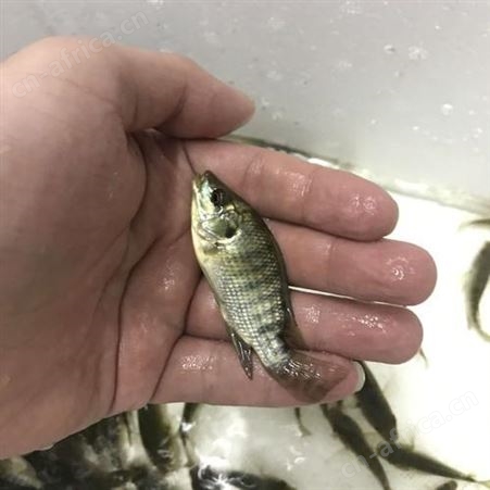 中渔罗非鱼 鱼苗出售 各类都有 品种优良 人工养殖
