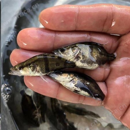 鳜鱼苗 翘嘴桂花鱼苗 基地桂花鱼苗供应