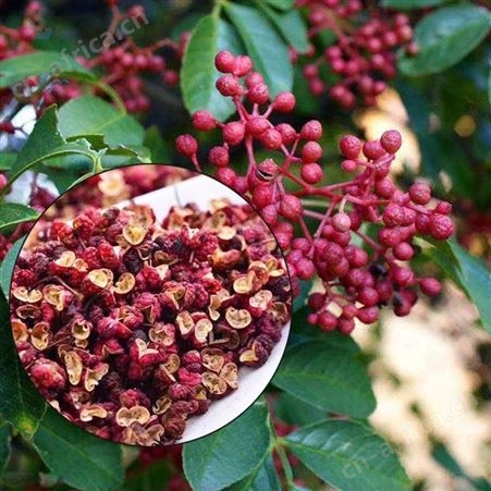 新型烘干机 热风烘干房原理 干燥参数 脱水