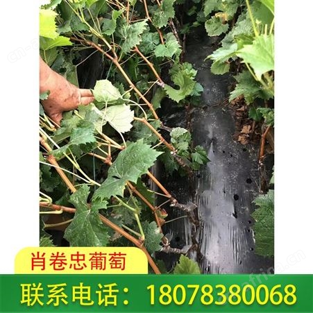 广西so4砧木销售-东兴阳光玫瑰葡萄苗供应
